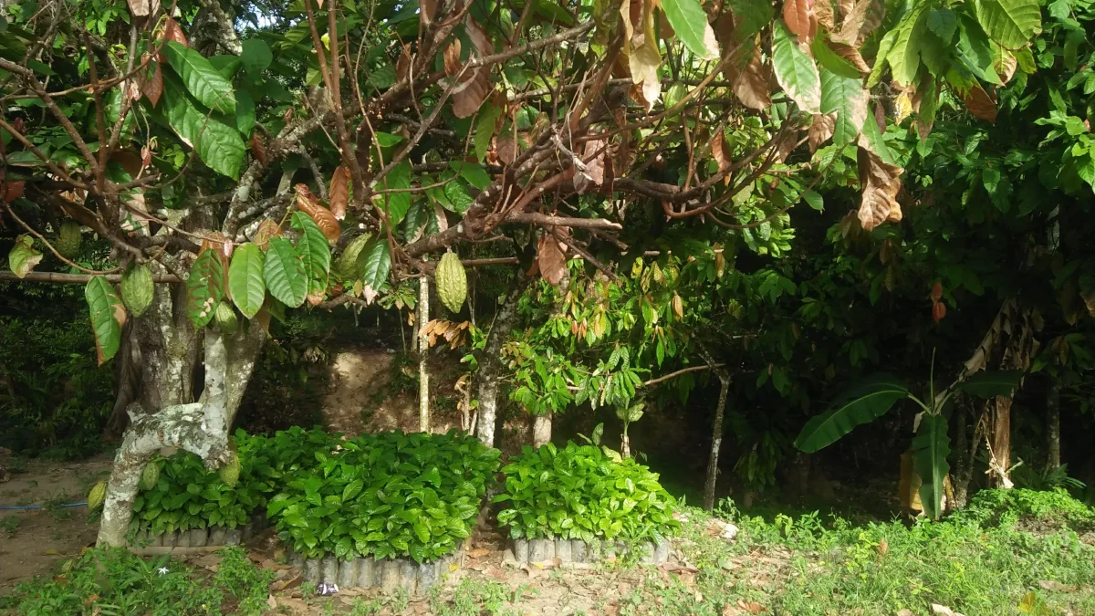 Bibit tanaman berderet di bawah pepohonan kebun di Paninggahan, Kabupaten Solok