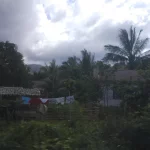 Rumah beratap seng dan pohon kelapa di permukiman tepi hutan Halmahera Timur