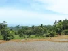 Sawah bertingkat yang baru ditanami di antara pepohonan dan perbukitan Cikajang, Garut Selatan