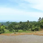 Sawah bertingkat yang baru ditanami di antara pepohonan dan perbukitan Cikajang, Garut Selatan