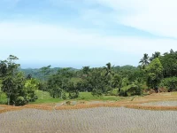 Sawah bertingkat yang baru ditanami di antara pepohonan dan perbukitan Cikajang, Garut Selatan