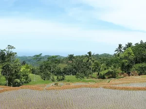 Sawah bertingkat yang baru ditanami di antara pepohonan dan perbukitan Cikajang, Garut Selatan
