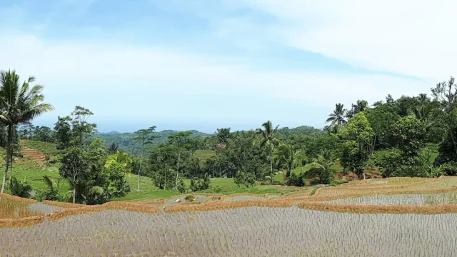 Sawah bertingkat yang baru ditanami di antara pepohonan dan perbukitan Cikajang, Garut Selatan