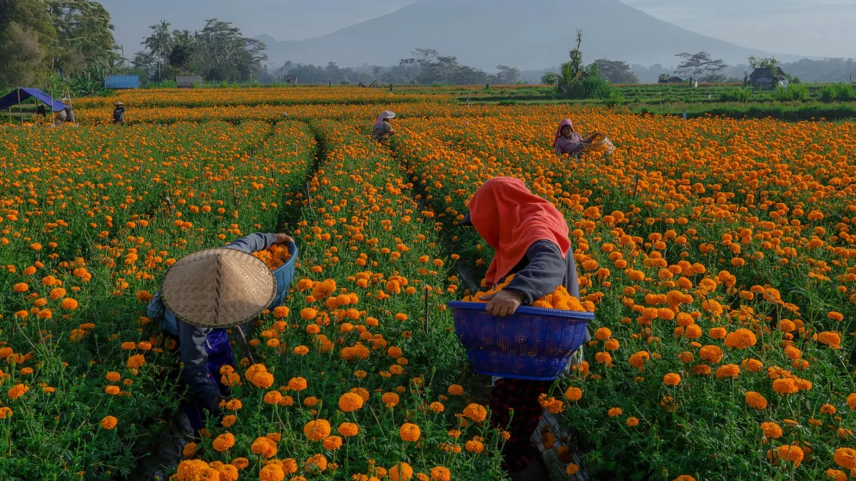 Petani memanen bunga gumitir atau marigold jingga ke dalam keranjang di hamparan kebun