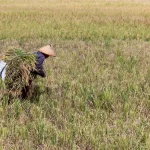 Petani bertopi caping mengangkat ikatan padi hasil panen di tengah hamparan sawah menguning