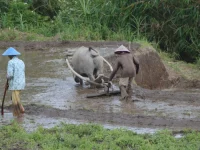 Dua petani bercaping di sawah berlumpur, satu mengendalikan bajak yang ditarik kerbau