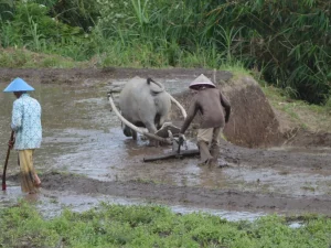 Dua petani bercaping di sawah berlumpur, satu mengendalikan bajak yang ditarik kerbau