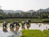 Petani bertopi caping menanam bibit padi di sawah berair di Mae Chan, Chiang Rai, Thailand