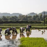 Petani bertopi caping menanam bibit padi di sawah berair di Mae Chan, Chiang Rai, Thailand