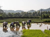 Petani bertopi caping menanam bibit padi di sawah berair di Mae Chan, Chiang Rai, Thailand