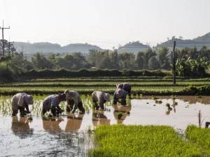Petani bertopi caping menanam bibit padi di sawah berair di Mae Chan, Chiang Rai, Thailand