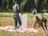 Dua petani memasukkan gabah hasil panen ke dalam karung di lahan sawah yang sudah dipanen