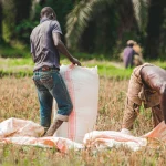 Dua petani memasukkan gabah hasil panen ke dalam karung di lahan sawah yang sudah dipanen