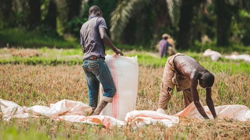 Dua petani memasukkan gabah hasil panen ke dalam karung di lahan sawah yang sudah dipanen