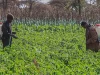 Petani menyemprot pestisida di ladang tomat kawasan Kimana, Kajiado County, Kenya