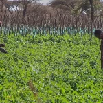 Petani menyemprot pestisida di ladang tomat kawasan Kimana, Kajiado County, Kenya