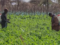 Petani menyemprot pestisida di ladang tomat kawasan Kimana, Kajiado County, Kenya