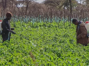 Petani menyemprot pestisida di ladang tomat kawasan Kimana, Kajiado County, Kenya
