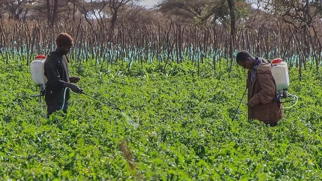 Petani menyemprot pestisida di ladang tomat kawasan Kimana, Kajiado County, Kenya