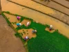 Foto udara petani bercaping menanam bibit padi di sawah, Kemumu, Bengkulu Utara
