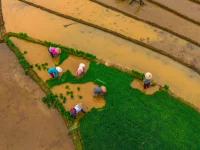 Foto udara petani bercaping menanam bibit padi di sawah, Kemumu, Bengkulu Utara
