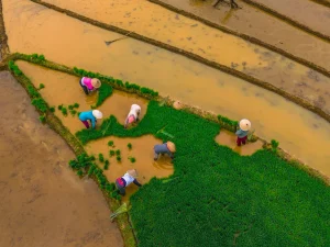 Foto udara petani bercaping menanam bibit padi di sawah, Kemumu, Bengkulu Utara