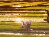 Beberapa petani bekerja membungkuk di hamparan sawah padi menjelang matahari terbenam