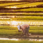 Beberapa petani bekerja membungkuk di hamparan sawah padi menjelang matahari terbenam