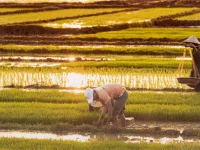 Beberapa petani bekerja membungkuk di hamparan sawah padi menjelang matahari terbenam