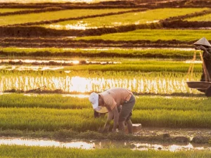 Beberapa petani bekerja membungkuk di hamparan sawah padi menjelang matahari terbenam