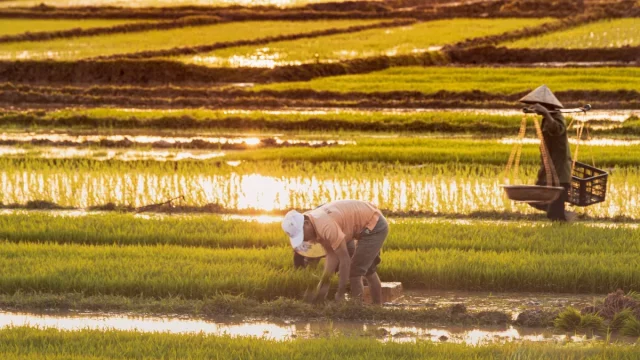 Beberapa petani bekerja membungkuk di hamparan sawah padi menjelang matahari terbenam