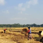 Petani memanen padi di sawah Desa Tersidilor, Jawa Tengah