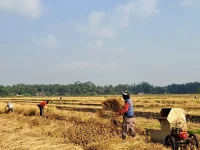Petani memanen padi di sawah Desa Tersidilor, Jawa Tengah