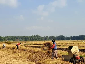 Petani memanen padi di sawah Desa Tersidilor, Jawa Tengah