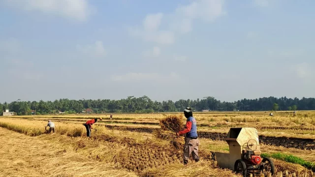 Petani memanen padi di sawah Desa Tersidilor, Jawa Tengah