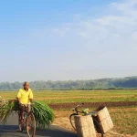 Petani bersepeda membawa ikatan dedaunan hijau di jalan persawahan Kulon Progo