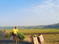 Petani bersepeda membawa ikatan dedaunan hijau di jalan persawahan Kulon Progo