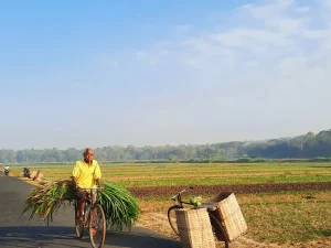 Petani bersepeda membawa ikatan dedaunan hijau di jalan persawahan Kulon Progo