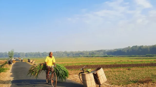 Petani bersepeda membawa ikatan dedaunan hijau di jalan persawahan Kulon Progo