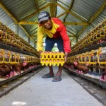 Peternak memegang tumpukan rak telur di lorong kandang ayam petelur Bojonegoro