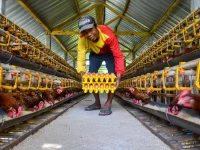 Peternak memegang tumpukan rak telur di lorong kandang ayam petelur Bojonegoro