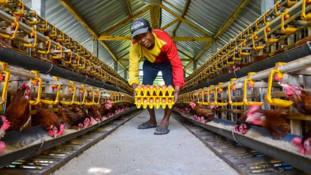 Peternak memegang tumpukan rak telur di lorong kandang ayam petelur Bojonegoro