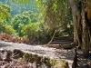 Pohon taru menyan dan area pemakaman adat Trunyan di tepi Danau Batur, Bali