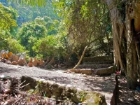 Pohon taru menyan dan area pemakaman adat Trunyan di tepi Danau Batur, Bali