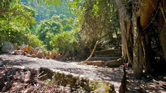 Pohon taru menyan dan area pemakaman adat Trunyan di tepi Danau Batur, Bali