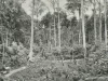 Hutan dengan deretan pohon tualang atau sialang yang menjulang di Sumatra tahun 1898