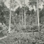 Hutan dengan deretan pohon tualang atau sialang yang menjulang di Sumatra tahun 1898