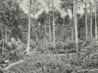 Hutan dengan deretan pohon tualang atau sialang yang menjulang di Sumatra tahun 1898