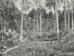 Hutan dengan deretan pohon tualang atau sialang yang menjulang di Sumatra tahun 1898