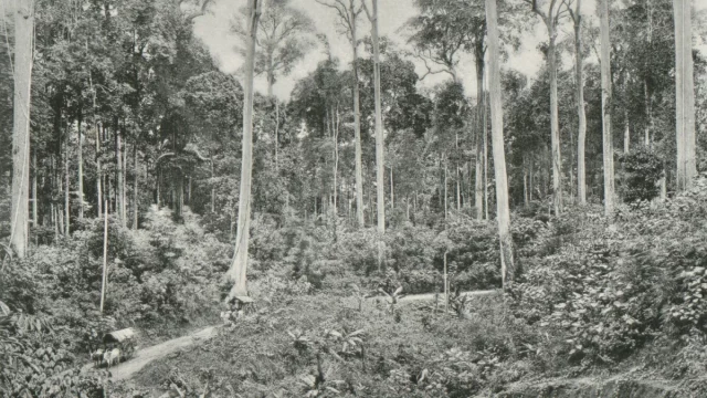 Hutan dengan deretan pohon tualang atau sialang yang menjulang di Sumatra tahun 1898